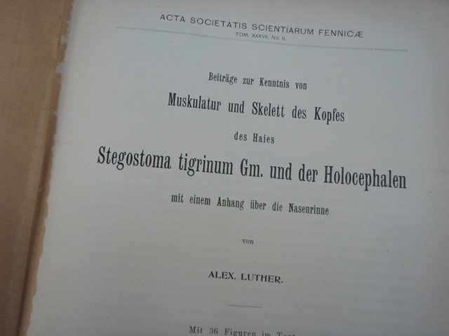 muskulatur und skelett des kopfes des haies STEGOSTOMA TIGRINUM