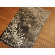 PETSAMO. heinäsaaret.lunnin pesä. 24.