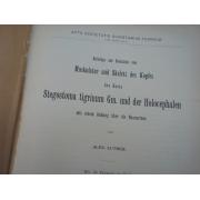 muskulatur und skelett des kopfes des haies STEGOSTOMA TIGRINUM